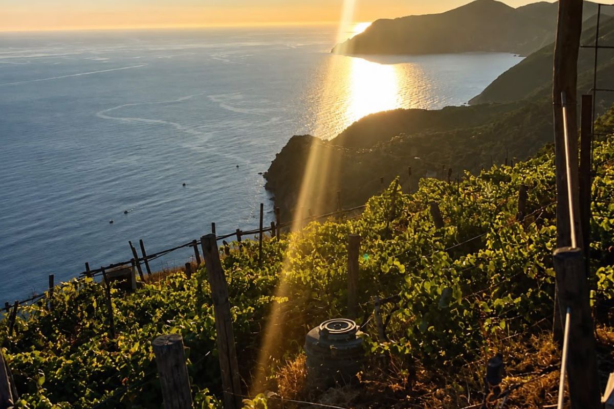 Vigneti di sciacchetra sul mare