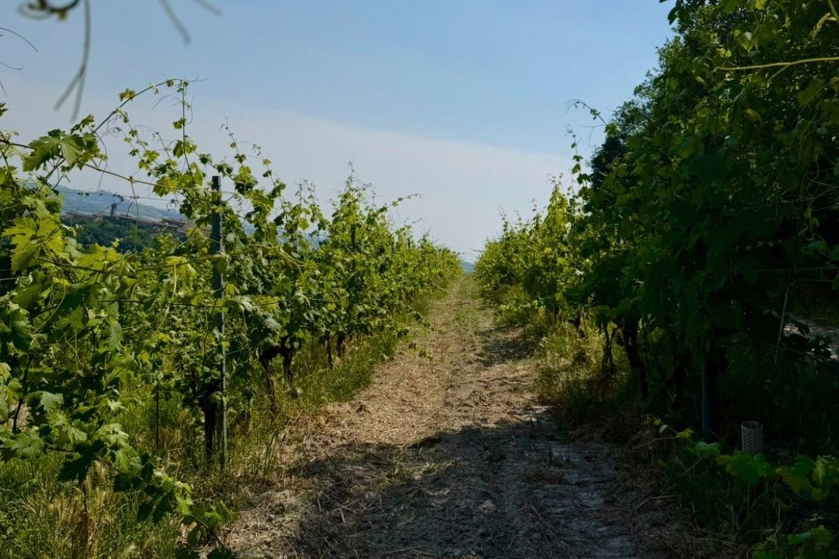 Sentiero panoramico tra i vigneti del Monferrato in Piemonte