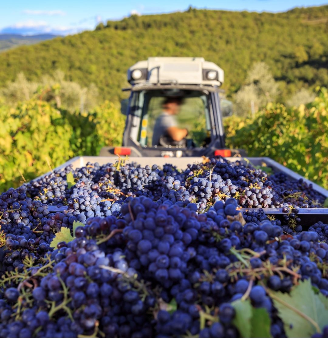 vendemmia vendemmia