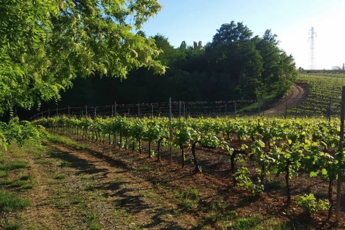Vigneti di Cortese sulle colline del Gavi in Piemonte