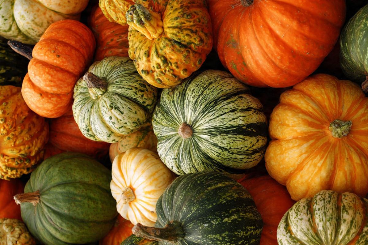 Zucche esposte alla Fiera Nazionale della Zucca di Piozzo, nel Cuneese, dal 2 al 4 ottobre 2026