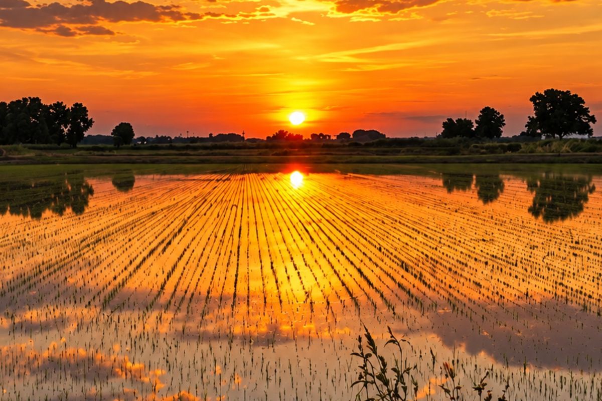 Il mare del Piemonte: risaie allagate tra Novara e Vercelli