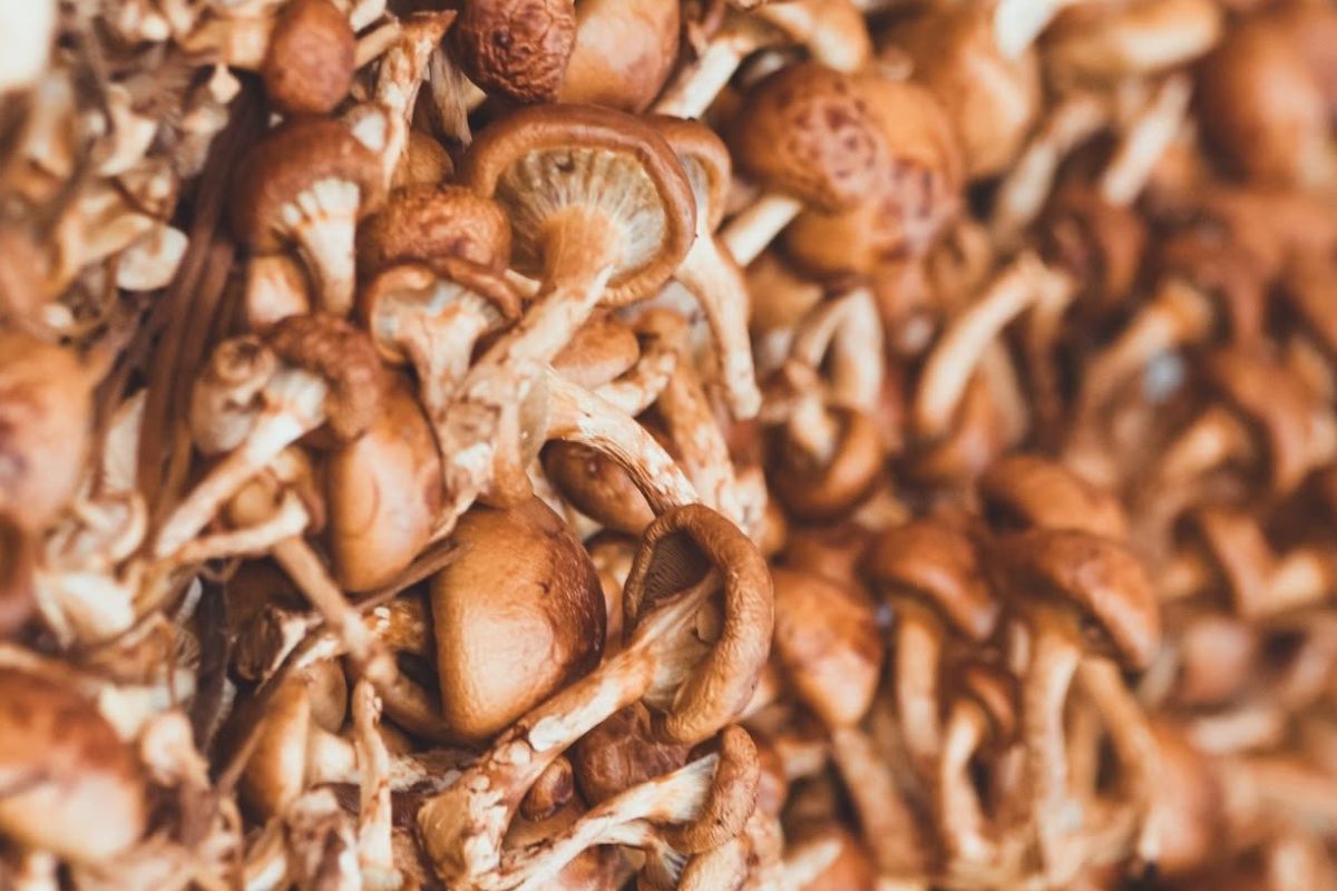 Mostra Internazionale del Fungo 2026 a Ceva, esposizione di funghi del sottobosco piemontese