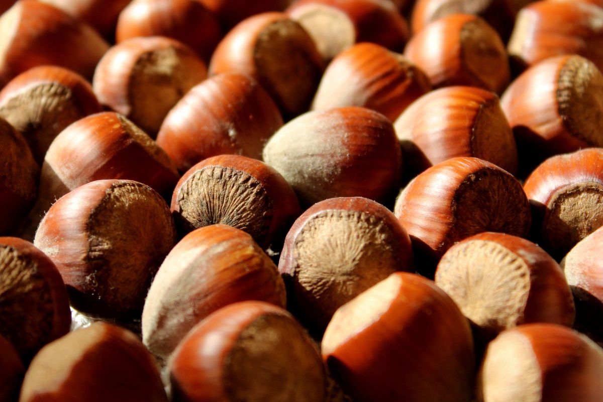 Nocciole Piemonte IGP della varietà Tonda Gentile Trilobata raccolte nei noccioleti delle Langhe