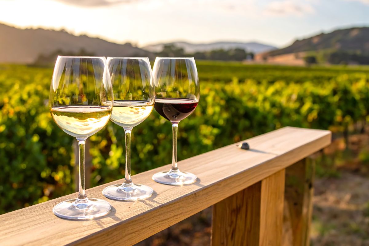 Tre calici di vino del Piemonte, tra rosso, bianco e bollicine, con i vigneti delle Langhe sullo sfondo
