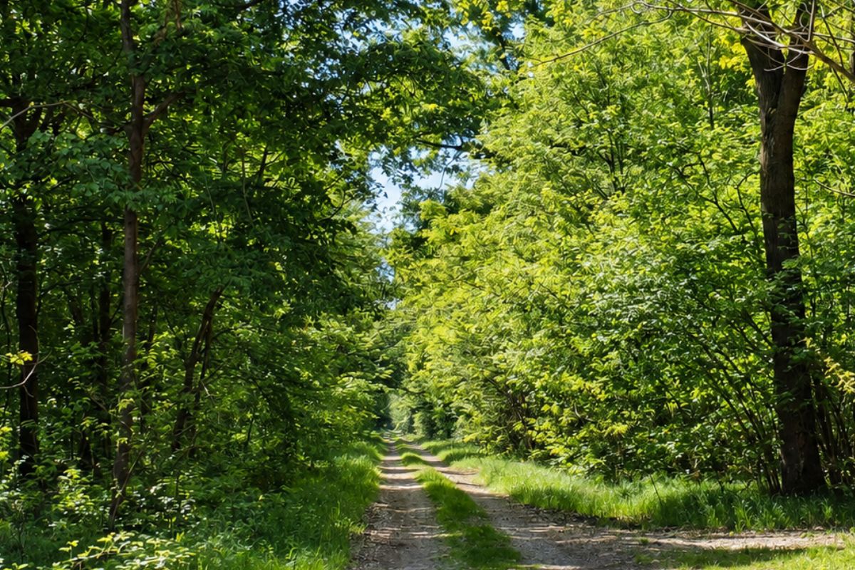 Alberi del Bosco della Partecipanza di Trino