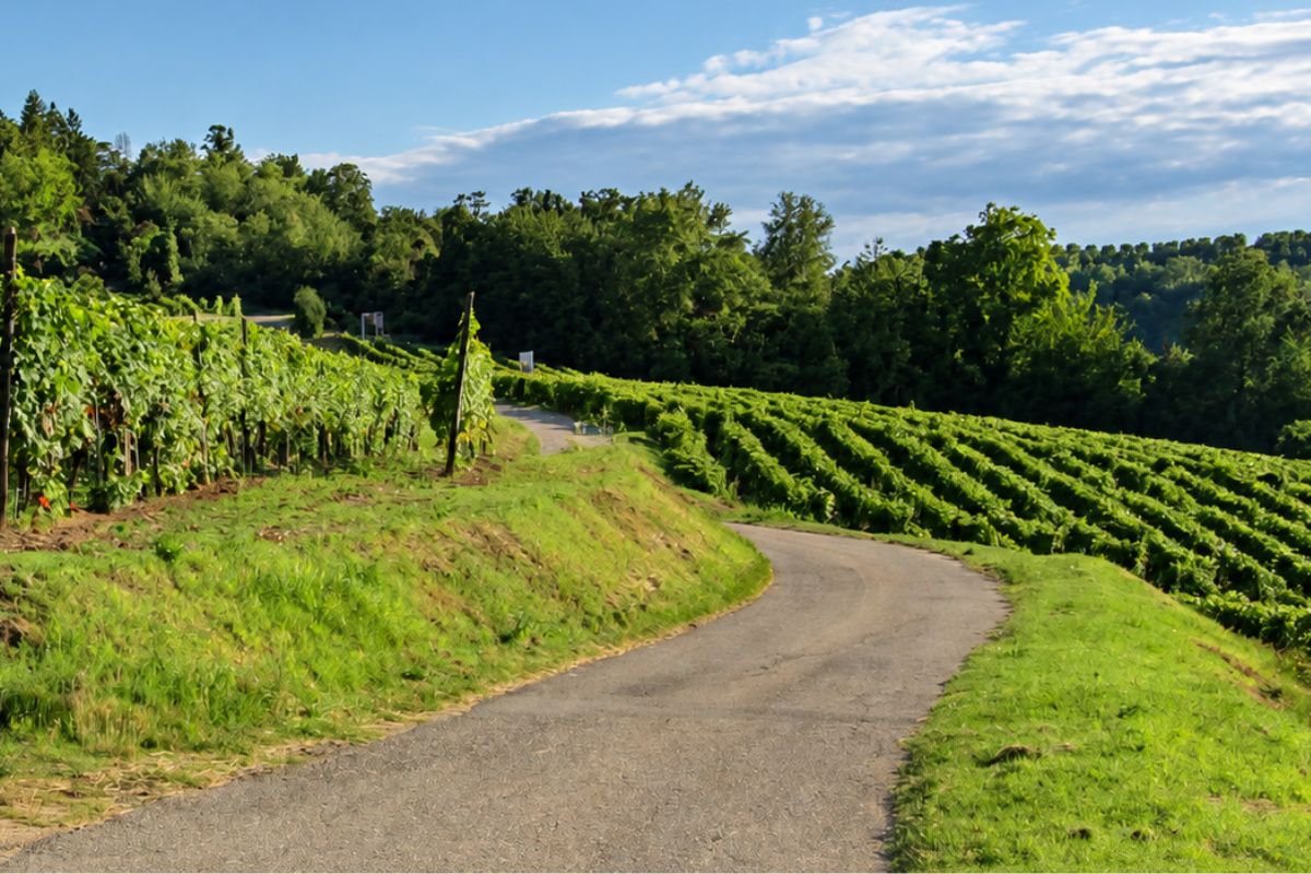 Val Sarmassa, colline e vigne di Barbera tra Vinchio e Vaglio Serra nel Monferrato astigiano
